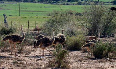 Oudtshoorn yakınlarında genç devekuşu yavruları