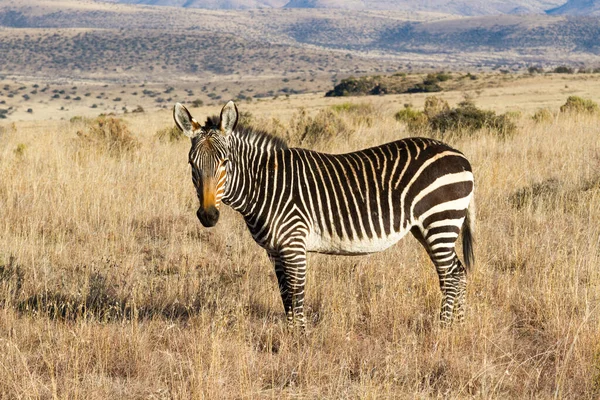 Park Narodowy Mountain Zebra Republika Południowej Afryki Góra Zebra — Zdjęcie stockowe