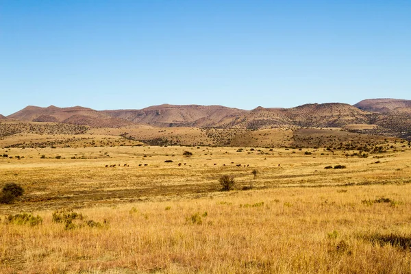 Национальный Парк Маунтин Зебра Южная Африка Общий Вид Пейзажа Дающий — стоковое фото
