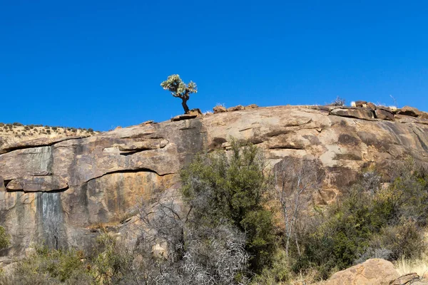 Mountain Zebra National Park Sud Africa Cussonia Paniculata Albero Del — Foto Stock