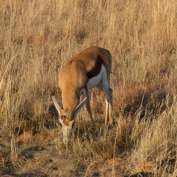 Национальный Парк Маунтин Зебра Южная Африка Один Рогатый Самец Спрингбок — стоковое фото