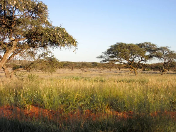 莫卡拉国家公园 呈现茂盛夏季生长的景观 — 图库照片
