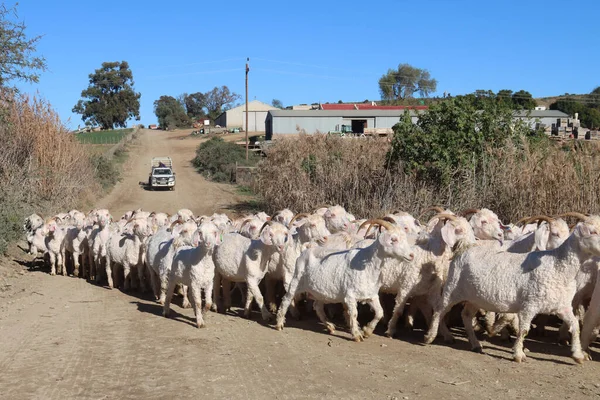 Kudde Geschoren Angora Geiten Zuid Afrika — Stockfoto