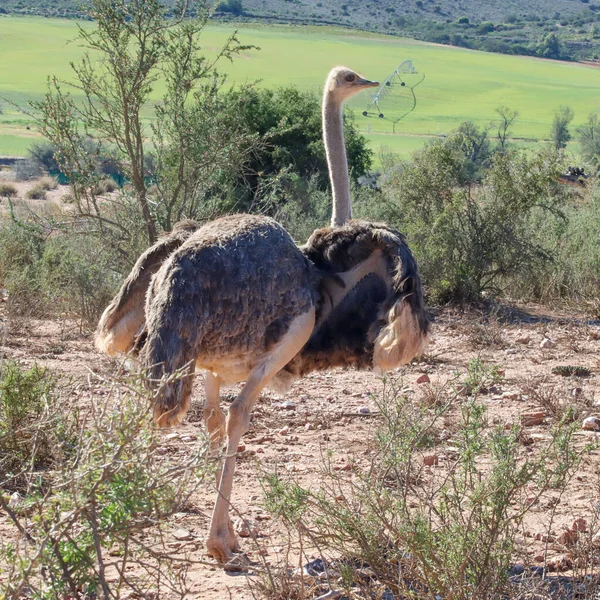 Mujer Avestruz Amenaza Exhibición Oudtshoorn Sudáfrica — Foto de Stock