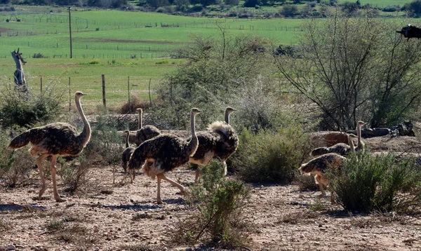 Polluelos Avestruz Adolescente Cerca Oudtshoorn — Foto de Stock