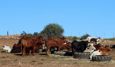 Ooudtshoorn Güney Afrika yakınlarındaki Besleme Alanı, Küçük Karoo