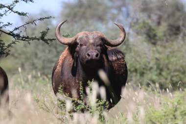 Mokala Ulusal Parkı: Cape Buffalo portresi