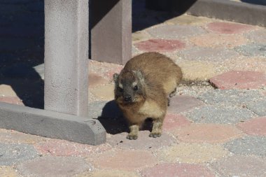 Mossel Körfezi 'ndeki Hyrax ya da Dassie çok uysaldır.