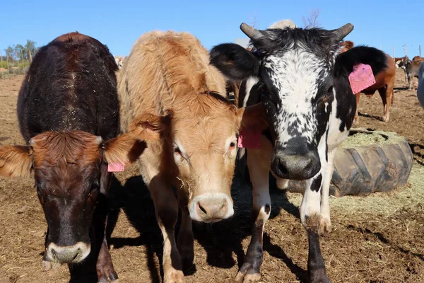 Tři Zvědavé Krávy Výkrmně Jižní Africe — Stock fotografie