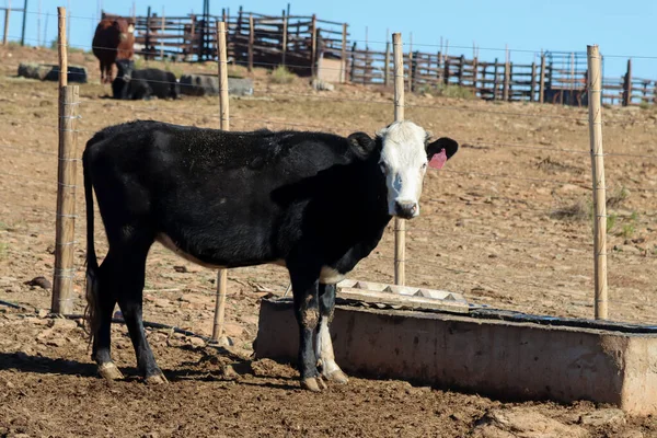 Krmiště Ooudtshoorn Jižní Africe Malá Karoo — Stock fotografie