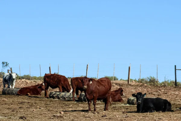 Feedlot Közelében Ooudtshoorn Dél Afrika Kis Karoo — Stock Fotó