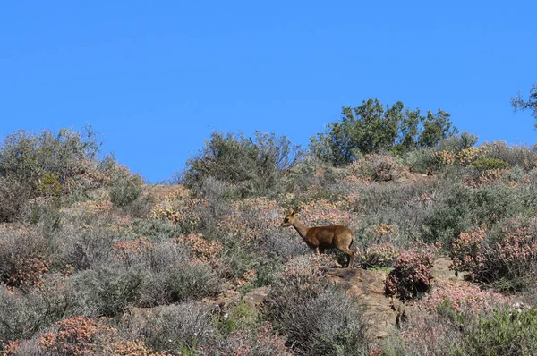 Klipspringer Een Boerderij Buurt Oudtshooorn Van Little Karoo Zuid Afrika — Stockfoto