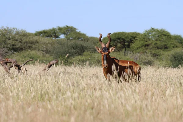 Parque Nacional Mokala Red Hartebeest Exuberante Pastoreo Verano —  Fotos de Stock