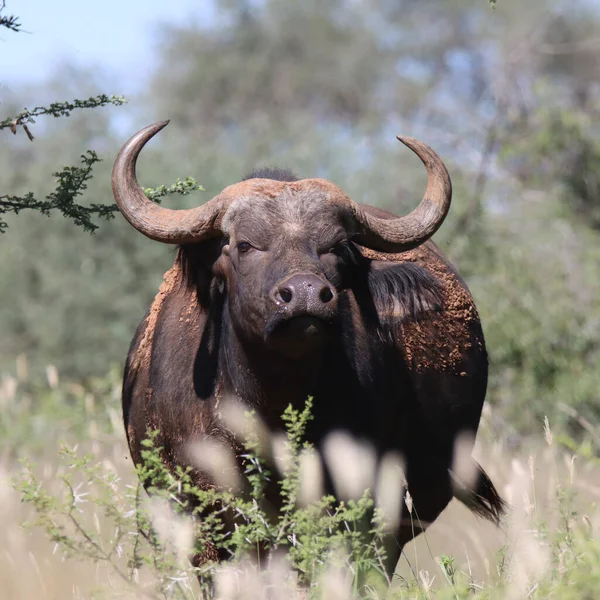 Parque Nacional Mokala Retrato Cape Buffalo — Foto de Stock