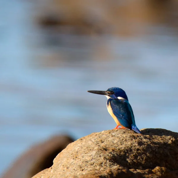 Полуошейник Kingfisher Скалах Заливе Виктория Джордж Южная Африка — стоковое фото