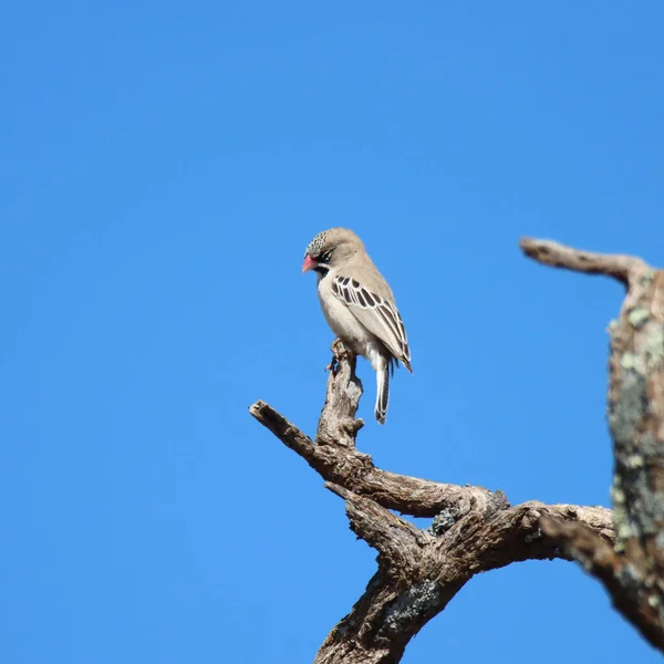National Park Mokala National Park Scaly Perapied Finch Dead Tree — стокове фото