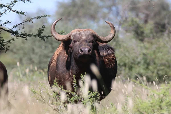 Parque Nacional Mokala Retrato Cape Buffalo —  Fotos de Stock