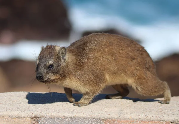 Nagyon Szelíd Hyrax Vagy Dassie Point Mossel Bay Ben — Stock Fotó