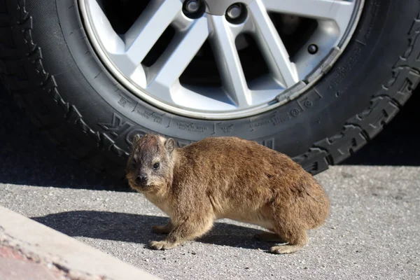 Velmi Krotký Hyrax Nebo Dassie Point Mossel Bay — Stock fotografie