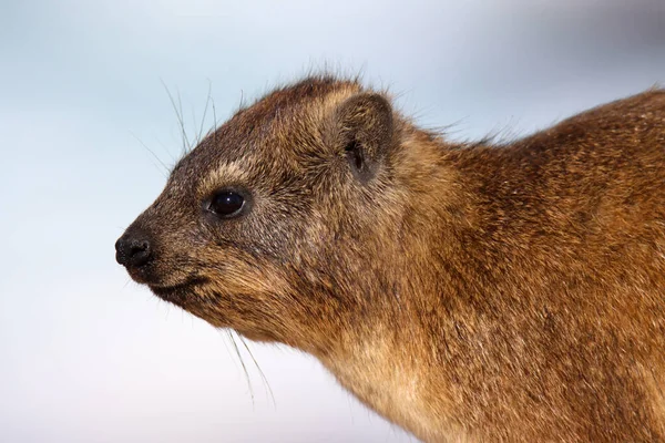 Nagyon Szelíd Hyrax Vagy Dassie Point Mossel Bay Ben — Stock Fotó