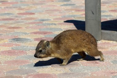 Mossel Körfezi 'ndeki Hyrax ya da Dassie çok uysaldır.