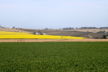 Güney Afrika yakınlarındaki kanola ve buğday tarlaları