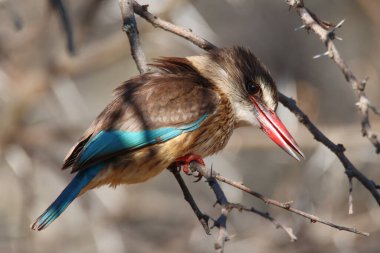 Zebra Dağı Ulusal Parkı, Güney Afrika: Kahverengi kapüşonlu Kingfisher