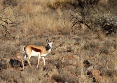 Zebra Dağı Ulusal Parkı, Güney Afrika: Springbok