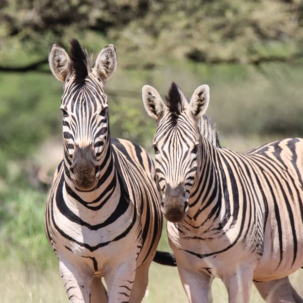 Mokala Nationalpark Zebras Der Ebene — Stockfoto