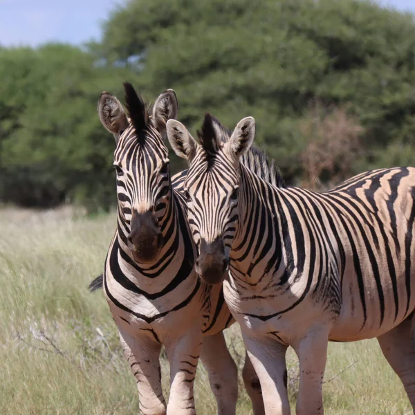 Park Narodowy Mokala Równina Zebra — Zdjęcie stockowe