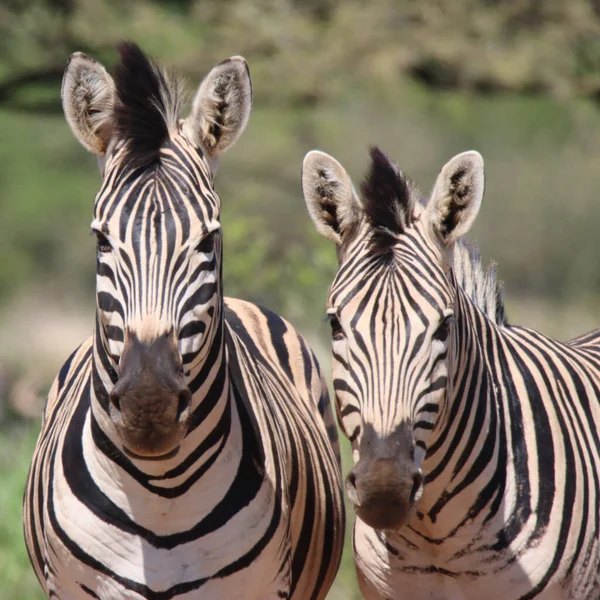 Parco Nazionale Mokala Pianura Zebra — Foto Stock