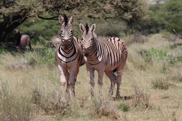 Park Narodowy Mokala Równina Zebra — Zdjęcie stockowe