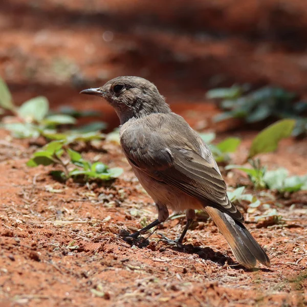 Mokala Ulusal Parkı Kalahari Temizlik Robin Yiyecek Arıyor — Stok fotoğraf