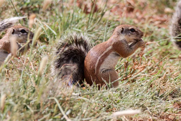 Mokala Nationalpark Marken Ekorre Äta Utsäde — Stockfoto