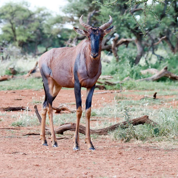 Park Narodowy Mokala Czerwony Hartebeest Pozowanie Portretu — Zdjęcie stockowe