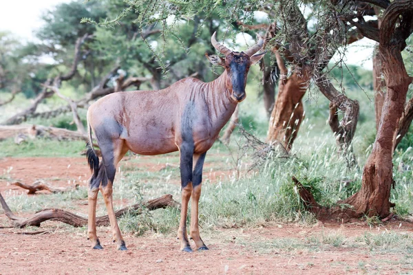 Mokala National Park Red Hartebeest Posing Portrait — стокове фото