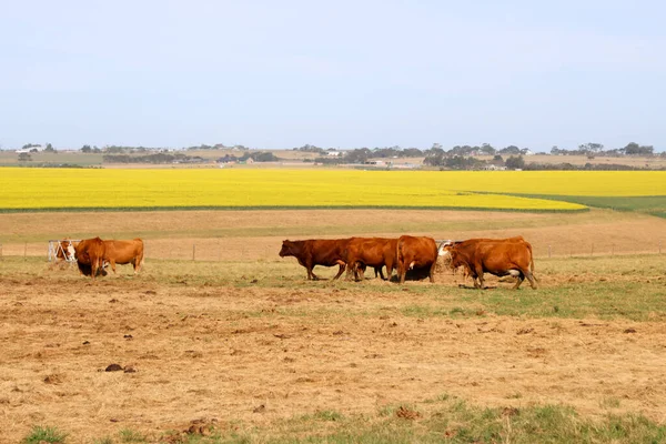 Skot Canola Pole Pozadí Blízkosti George Jižní Afrika — Stock fotografie