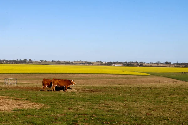 Skot Pasoucí Farmě Blízkosti George Jižní Africe Canola Pole Pozadí — Stock fotografie