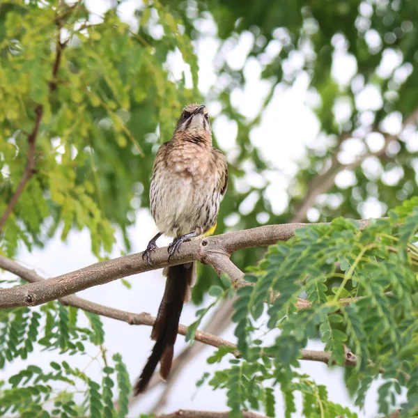 Cape Sugardbird Alkuperäisessä Etelä Afrikassa Kyydissä Puussa — kuvapankkivalokuva