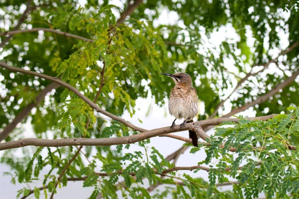 Cape Sugardbird Natal Sudáfrica Encaramado Árbol —  Fotos de Stock