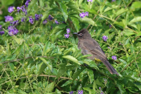 Cape Bulbul Έναν Κήπο Στη Νότια Αφρική Αναζητούν Νέκταρ — Φωτογραφία Αρχείου