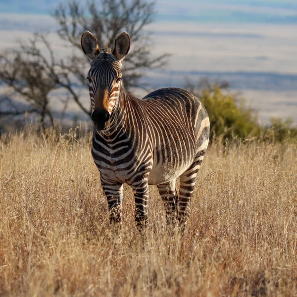 Park Narodowy Mountain Zebra Rpa Portret Górskiej Zebry Zebra Equus — Zdjęcie stockowe