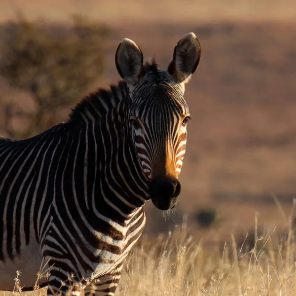 Mountain Zebra National Park Zuid Afrika Portret Van Een Berg — Stockfoto
