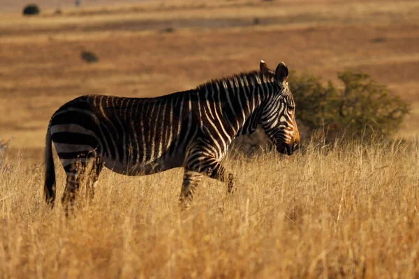 Mountain Zebra National Park Jihoafrická Republika Portrét Horské Zebry Zebra — Stock fotografie