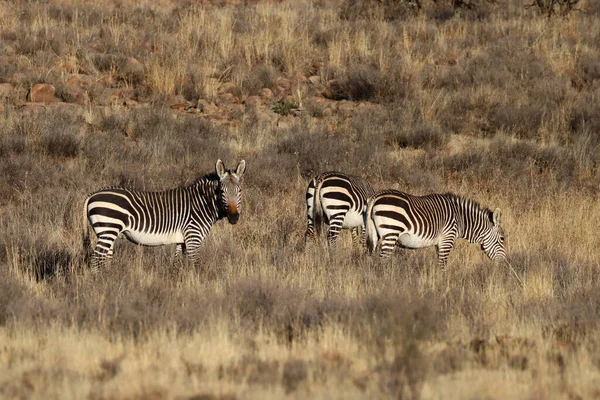 Parque Nacional Montanha Zebra África Sul Retrato Uma Montanha Zebra — Fotografia de Stock