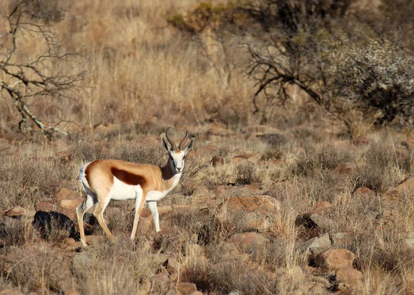 Mountain Zebra National Park Zuid Afrika Springbok — Stockfoto