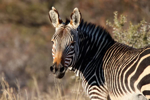 Parque Nacional Montanha Zebra África Sul Retrato Uma Montanha Zebra — Fotografia de Stock