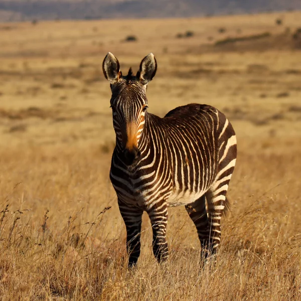Park Narodowy Mountain Zebra Rpa Portret Górskiej Zebry Zebra Equus — Zdjęcie stockowe
