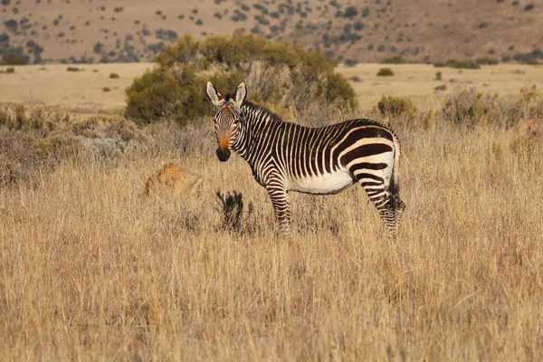 Mountain Zebra National Park Zuid Afrika Portret Van Een Berg — Stockfoto