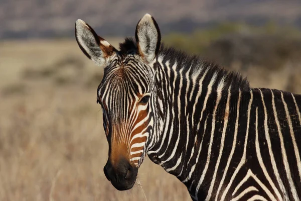 Mountain Zebra National Park Jihoafrická Republika Portrét Horské Zebry Zebra — Stock fotografie